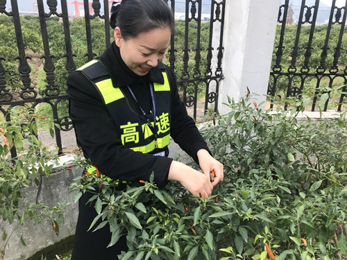 圖為員工采摘豐收果實 陳瑩攝_副本.jpg